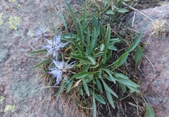Phyteuma serratum