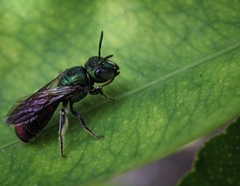 Ceratina eximia
