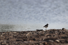 Charadrius vociferus