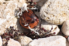 Macropsychanthus comosus