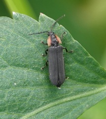 Pyropyga decipiens