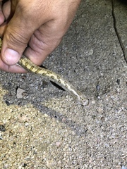 Arizona elegans candida