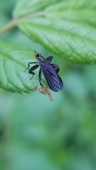 Rhamphomyia longicauda