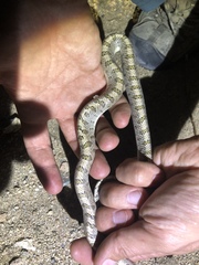 Arizona elegans candida