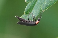 Pyropyga decipiens