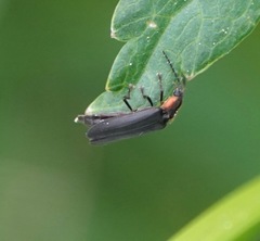 Pyropyga decipiens