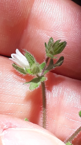 Campanula erinus image