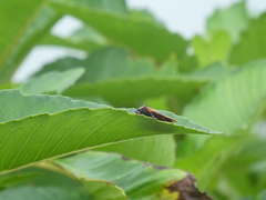 Mahanarva costaricensis
