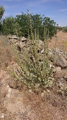Verbascum rotundifolium