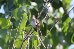 Empidonax traillii