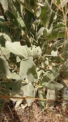 Verbascum rotundifolium