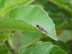 Mahanarva costaricensis