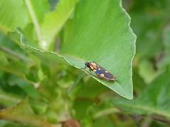Mahanarva costaricensis