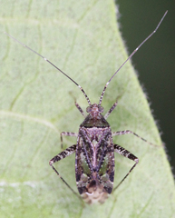 Phytocoris eximius