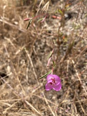 Clarkia franciscana