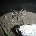 Panama Gold Tarantula - Photo (c) Javier, some rights reserved (CC BY), uploaded by Javier