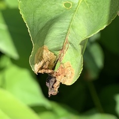 Orchestes pallicornis