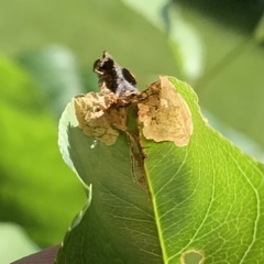 Orchestes pallicornis