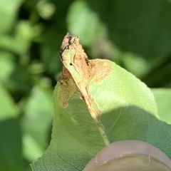 Orchestes pallicornis