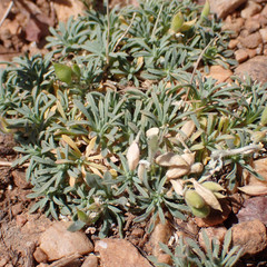 Cusickiella douglasii