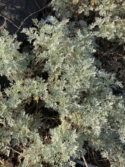 Artemisia arborescens