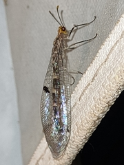 Megistopus flavicornis
