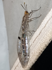 Megistopus flavicornis
