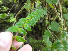 Columnea microcalyx