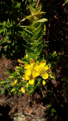 Hypericum reflexum (Hypericum reflexum)