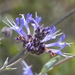 Salvia clevelandii - Photo (c) Lauren Glevanik, μερικά δικαιώματα διατηρούνται (CC BY-NC), uploaded by Lauren Glevanik