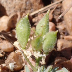 Cusickiella douglasii