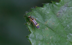 Malthinus seriepunctatus