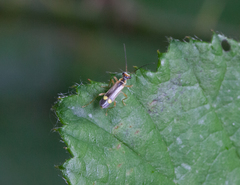 Malthinus seriepunctatus