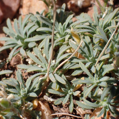 Cusickiella douglasii
