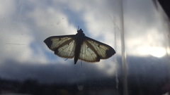 Eulepte concordalis