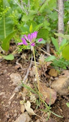 Allium acuminatum