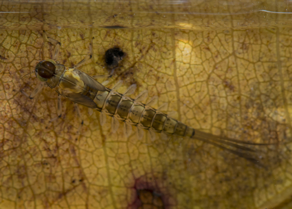 Camelobaetidius