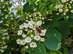Andrena milwaukeensis