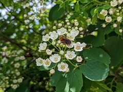 Andrena milwaukeensis