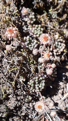 Monanthes brachycaulos