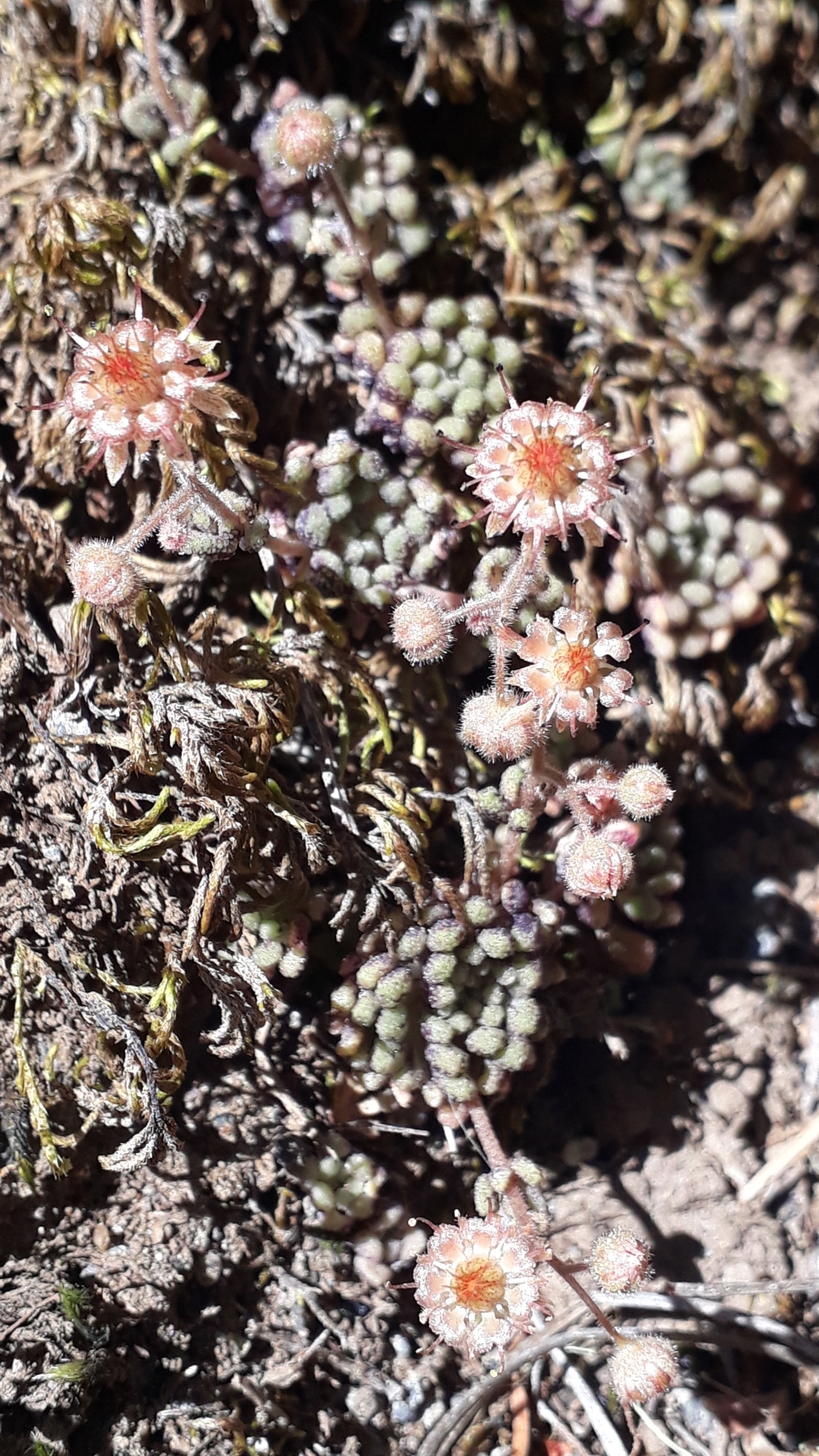 Sempervivum brachycaulon (Webb & Berthel.) Kuntze 3