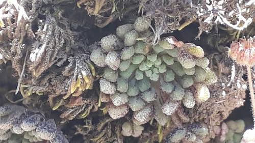 Monanthes brachycaulos