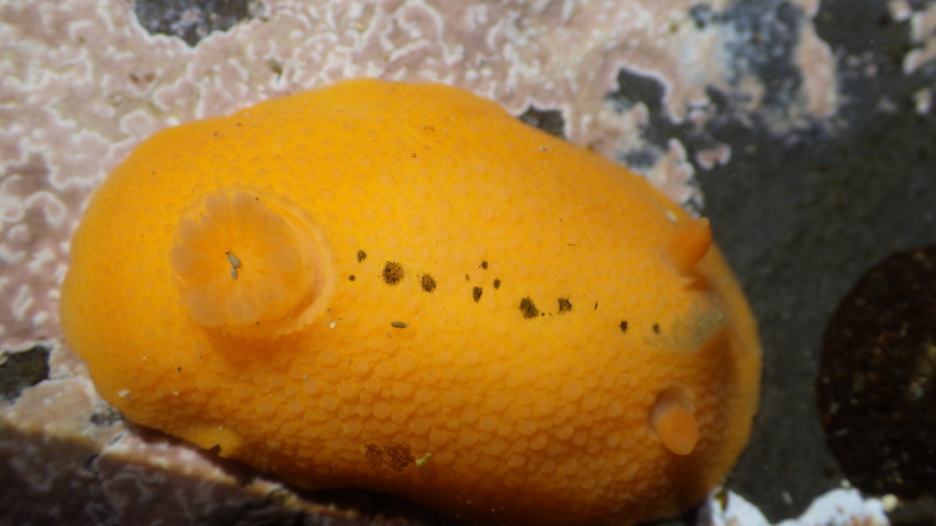 Cooper's Aldisa