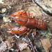 Mitten Crayfish - Photo (c) Kenneth Bader, some rights reserved (CC BY-NC), uploaded by Kenneth Bader