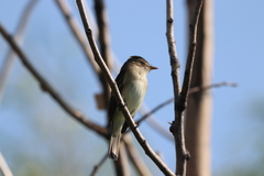 Empidonax traillii
