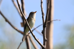 Empidonax traillii