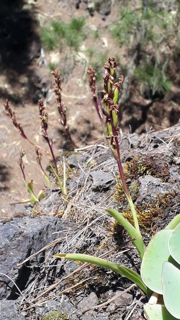Orchis canariensis