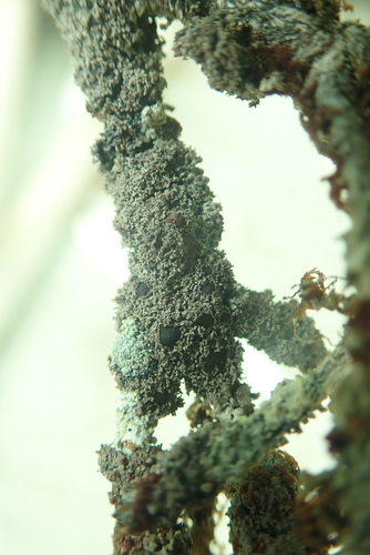 Fuscopannaria laceratula