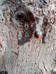Plagiodera erythroptera