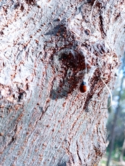 Plagiodera erythroptera